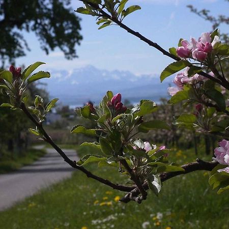 Apartament Haus Alpenblick Immenstaad am Bodensee Zewnętrze zdjęcie