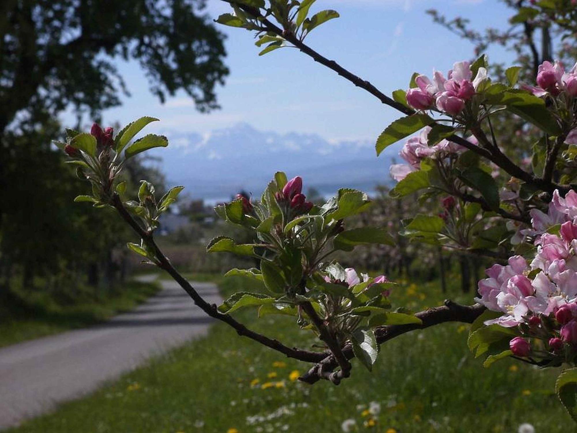 Apartament Haus Alpenblick Immenstaad am Bodensee Zewnętrze zdjęcie