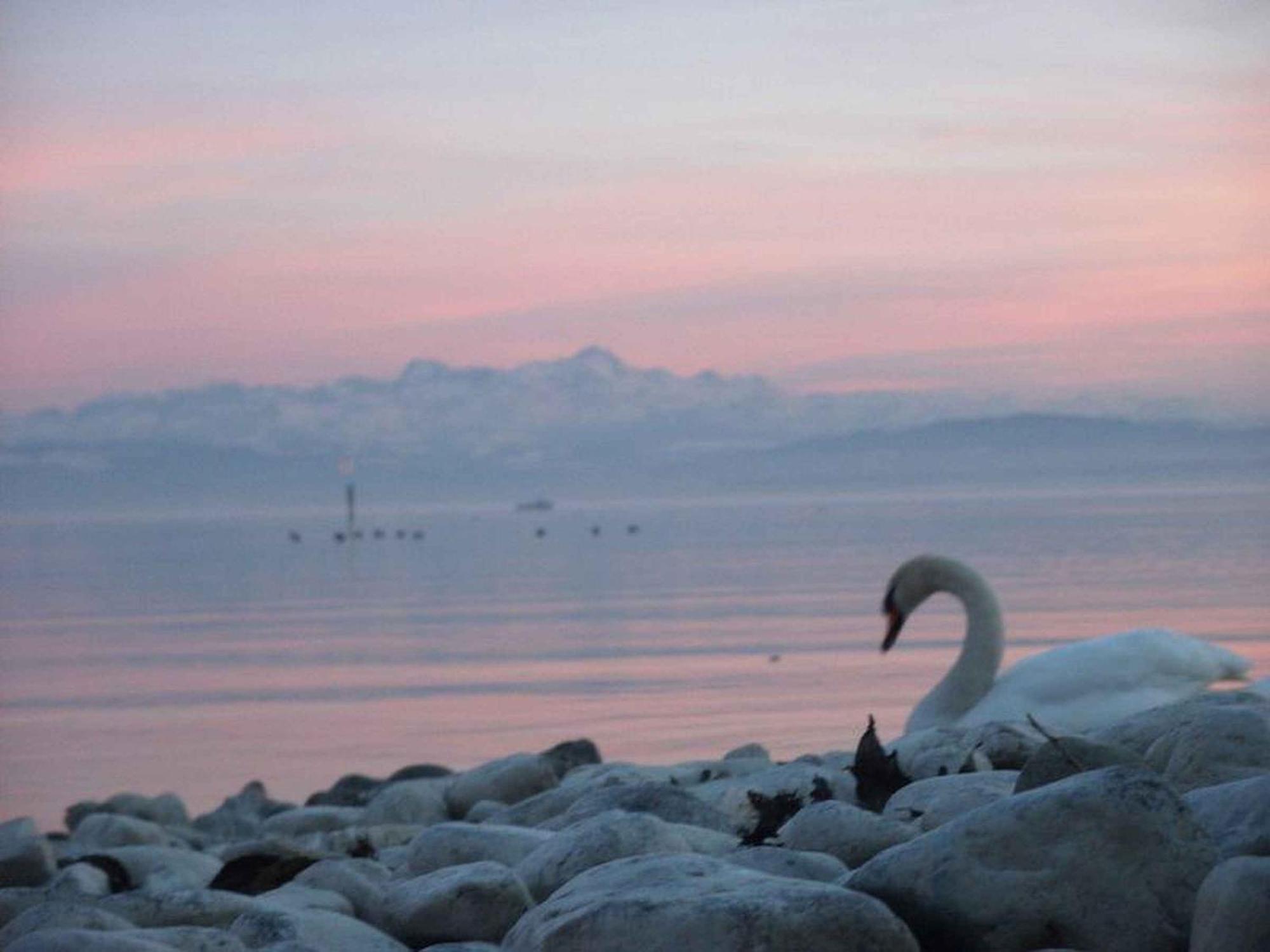 Apartament Haus Alpenblick Immenstaad am Bodensee Zewnętrze zdjęcie
